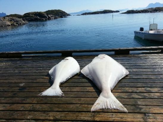 Fishing on the basis of Offersøy Feriesenter — photo 05