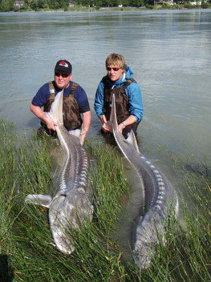 RIVER FISHING FOR GIANT STURGEON   OCEAN FISHING FOR SILVER SALMON, KING SALMON AND HALIBUT — photo 02