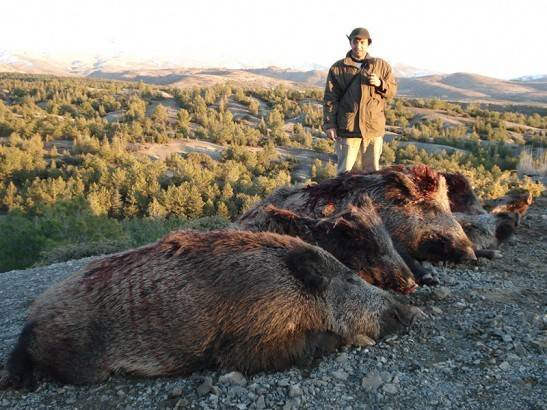 Wild boar hunting in Turkey — photo 01