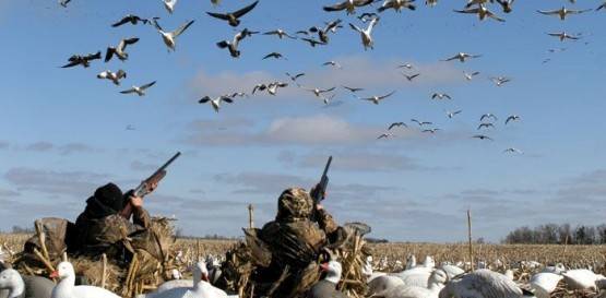 Goose hunting in Estonia — photo 01