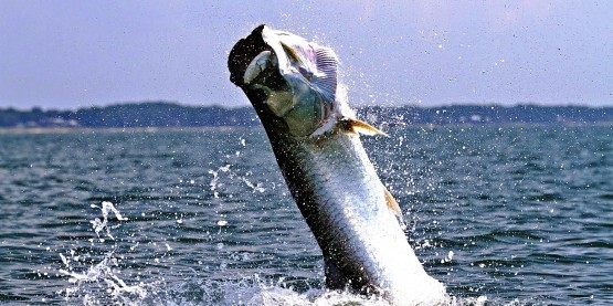 ​CARIBE TARPON FISHING — фото 01