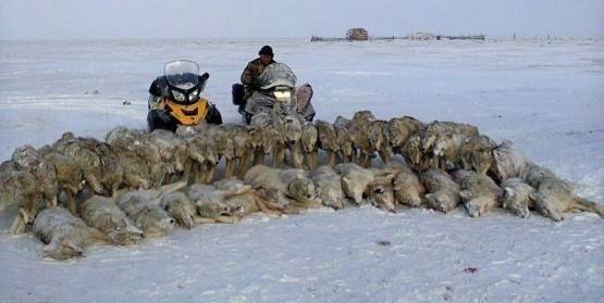 Охота на волка в Казахстане — фото 01